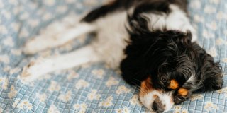 Accommodation with animals